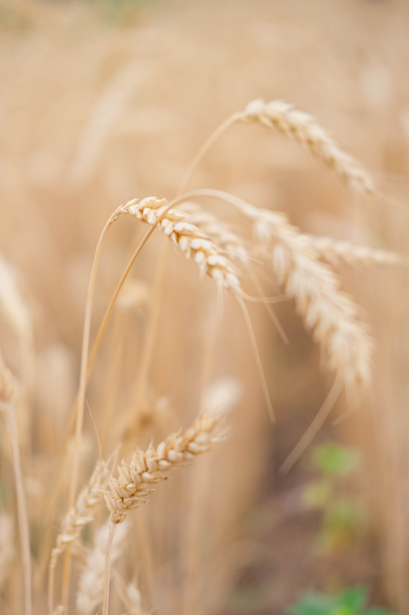 Beige wheat field Ukraine